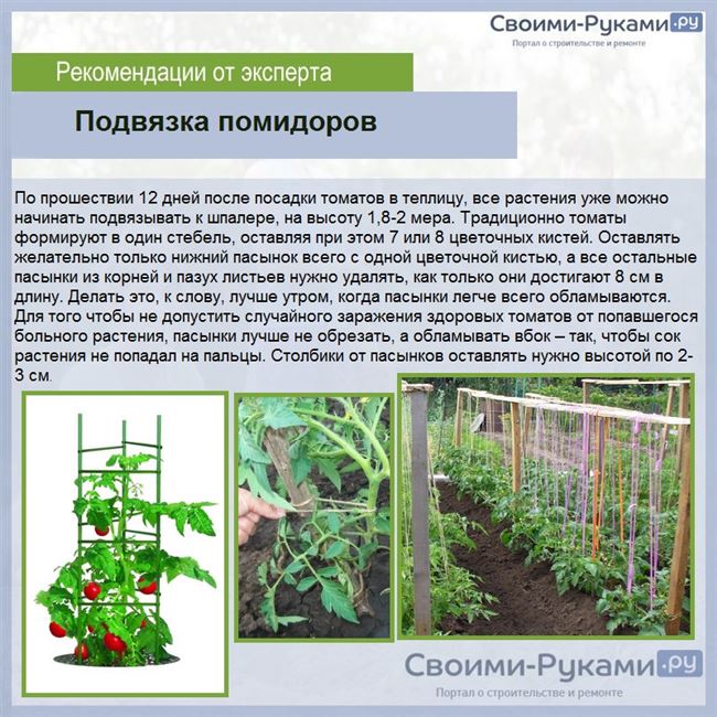 Технология выращивания и уход